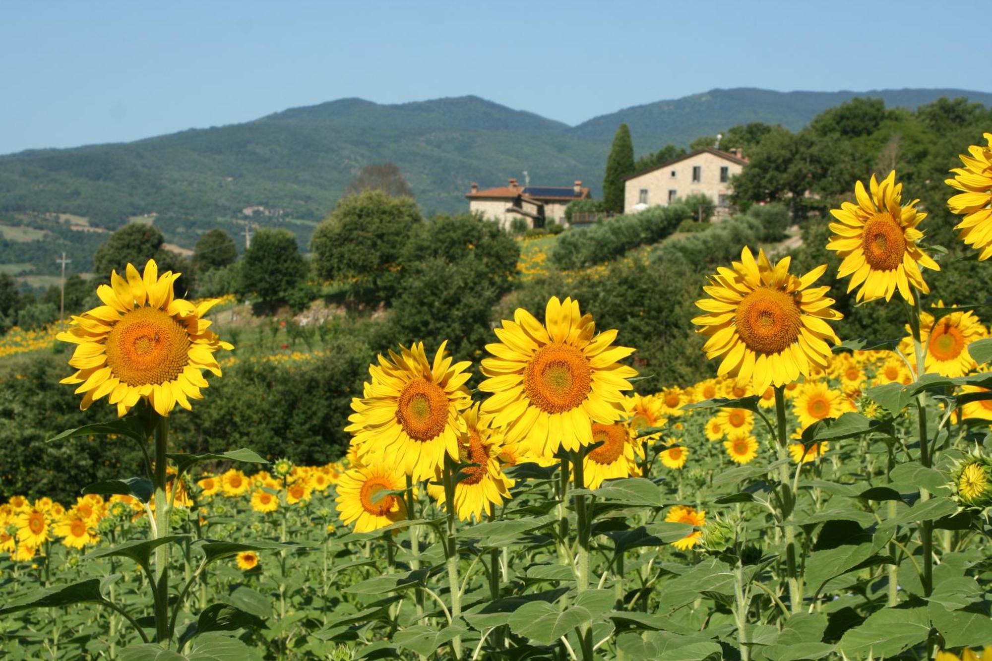 Agriturismo Le Ceregne Bio Pieve Santo Stefano Luaran gambar